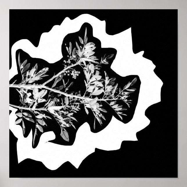 Pepper Tree Flowers Leaves Nature Poster (Front)