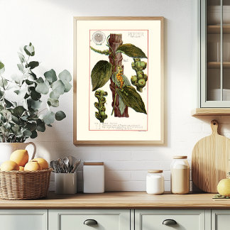 PEPPER - VINTAGE BOTANICAL ILLUSTRATION POSTER
