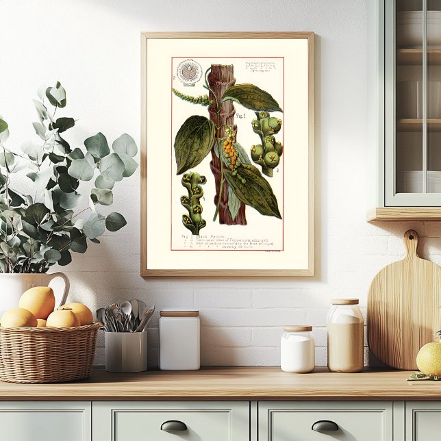 PEPPER - VINTAGE BOTANICAL ILLUSTRATION POSTER (Creator Uploaded)