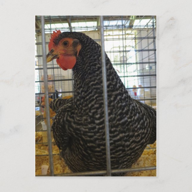Peppered Chicken Postcard (Front)