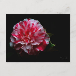 peppermint camellia design postcard
