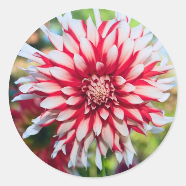 Peppermint Dahlia Sticker (Front)