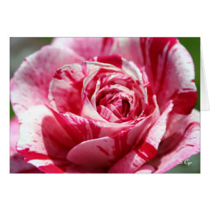 Peppermint Rose, S Cyr