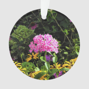 Peppermint Twist Phlox in the Flower Garden Ornament