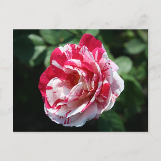 Peppermit Rose Postcard (Front)