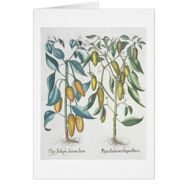 Peppers: 1.Piper Indicum filiquis flavis; 2.Piper (Front)