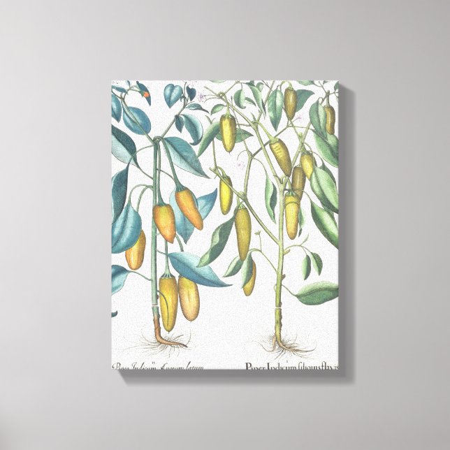 Peppers: 1.Piper Indicum filiquis flavis; 2.Piper Canvas Print (Front)