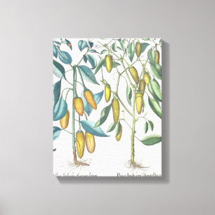 Peppers: 1.Piper Indicum filiquis flavis; 2.Piper Canvas Print
