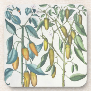 Peppers: 1.Piper Indicum filiquis flavis; 2.Piper Coaster