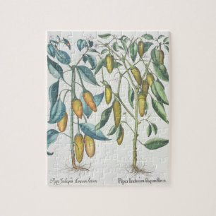 Peppers: 1.Piper Indicum filiquis flavis; 2.Piper Jigsaw Puzzle