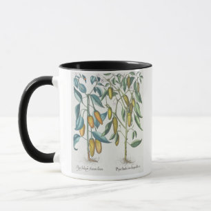 Peppers: 1.Piper Indicum filiquis flavis; 2.Piper Mug