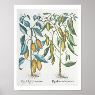 Peppers: 1.Piper Indicum filiquis flavis; 2.Piper Poster