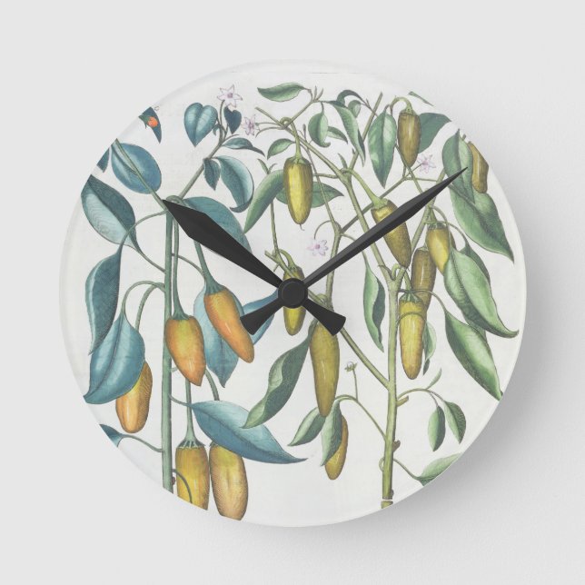 Peppers: 1.Piper Indicum filiquis flavis; 2.Piper Round Clock (Front)