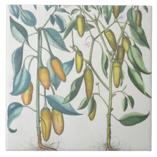 Peppers: 1.Piper Indicum filiquis flavis; 2.Piper Tile