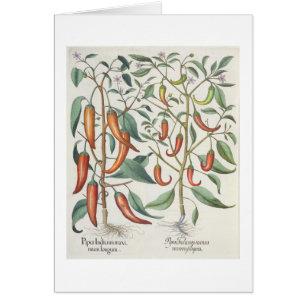 Peppers: 1.Piper Indicum maximum longum; 2.Piper I