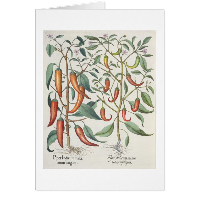 Peppers: 1.Piper Indicum maximum longum; 2.Piper I (Front)