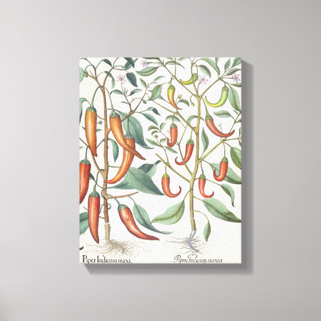 Peppers: 1.Piper Indicum maximum longum; 2.Piper I Canvas Print (Front)