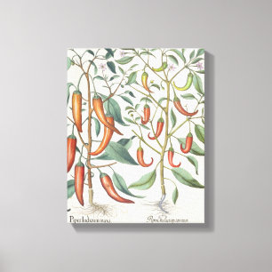 Peppers: 1.Piper Indicum maximum longum; 2.Piper I Canvas Print