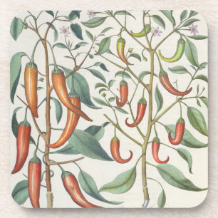 Peppers: 1.Piper Indicum maximum longum; 2.Piper I Coaster