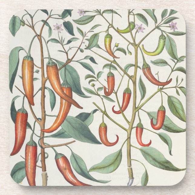 Peppers: 1.Piper Indicum maximum longum; 2.Piper I Coaster (Front)