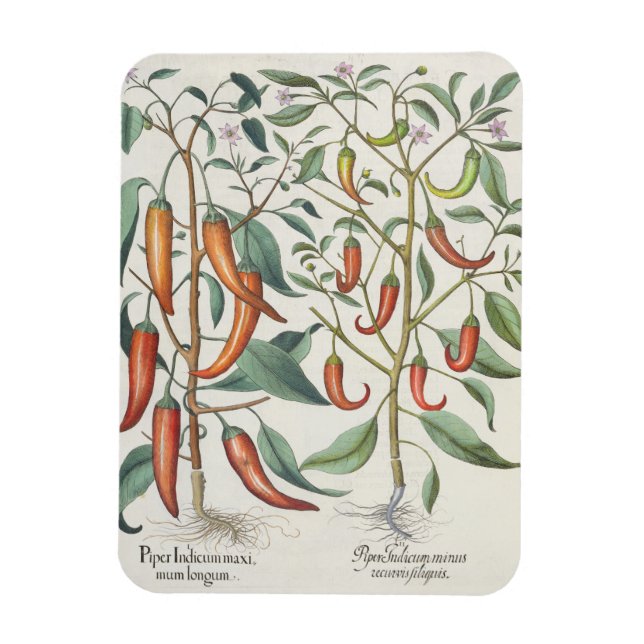 Peppers: 1.Piper Indicum maximum longum; 2.Piper I Magnet (Vertical)