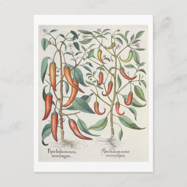 Peppers: 1.Piper Indicum maximum longum; 2.Piper I Postcard (Front)