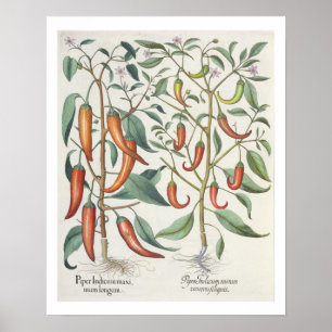 Peppers: 1.Piper Indicum maximum longum; 2.Piper I Poster