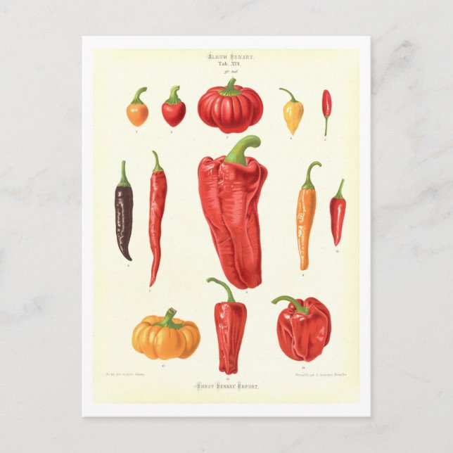 Peppers Botanical Illustration from Seed Catalogue Postcard (Front)