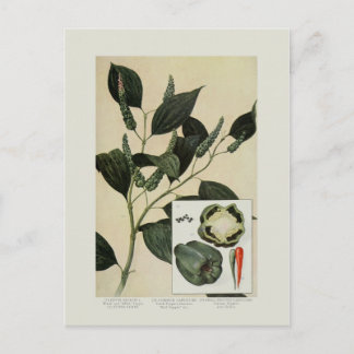 Peppers Postcard
