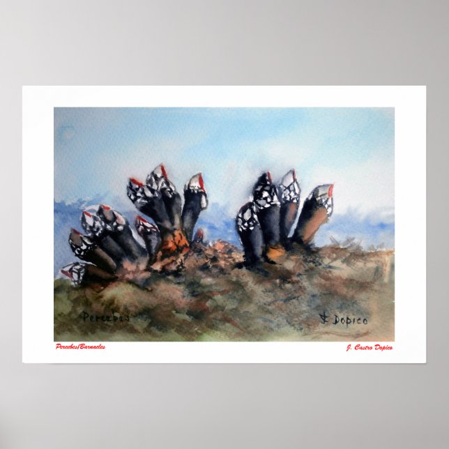 Percebes/Barnacles Poster (Front)