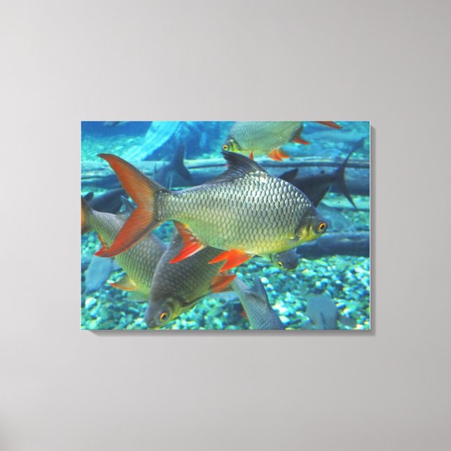 Perch fish canvas print (Front)