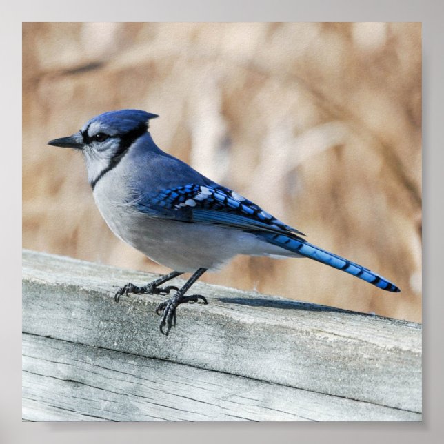 Perched Blue Jay Poster (Front)