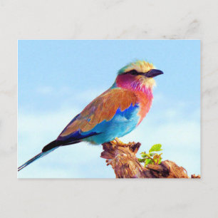 Perched Colourful African Bird Holiday Postcard