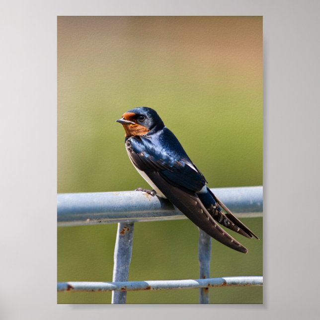 Perched Elegance Barn Swallow on Metal Fence Poster (Front)