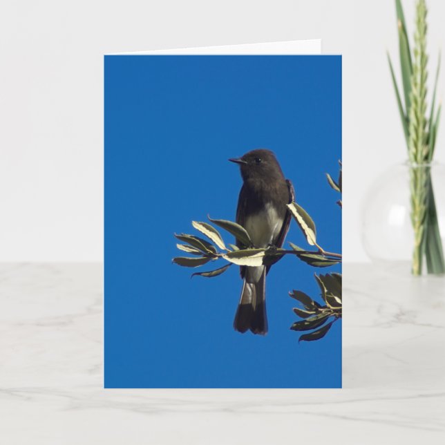 Perched Fly Catcher Card (Front)