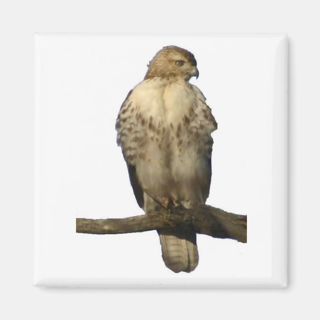Perched Hawk Magnet (Front)