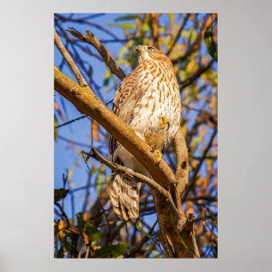 Perched Hawk Photo Print Wildlife Raptor Art