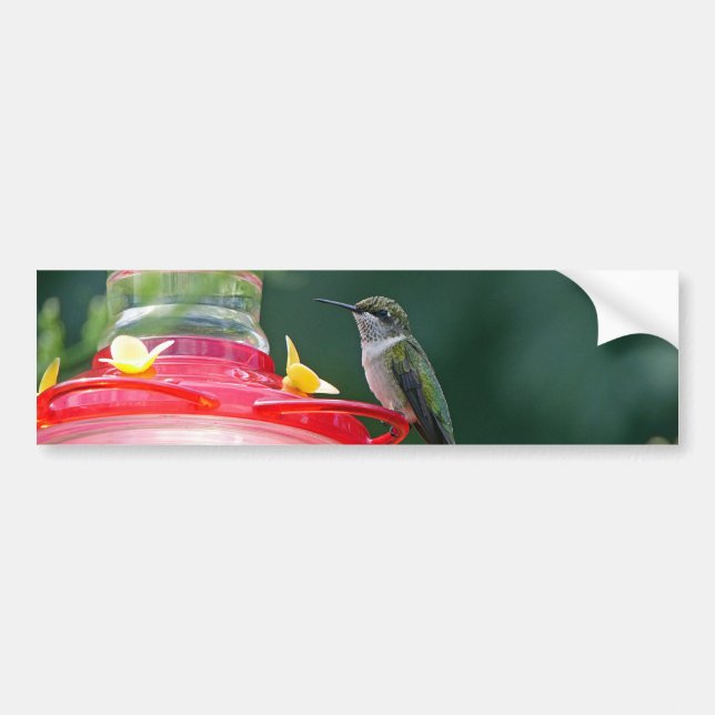 Perched Hummingbird Bumper Sticker (Front)