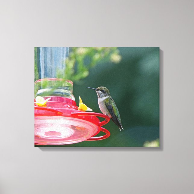 Perched Hummingbird Canvas Print (Front)