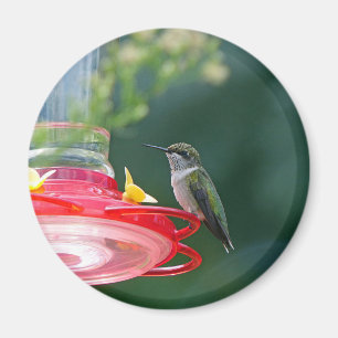 Perched Hummingbird Magnet