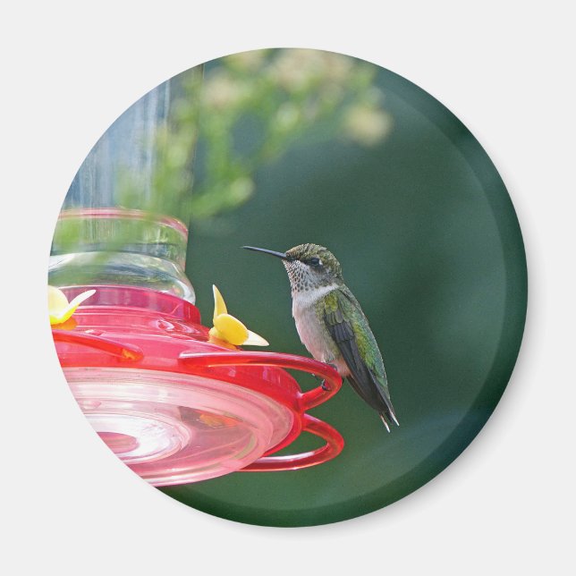 Perched Hummingbird Magnet (Front)