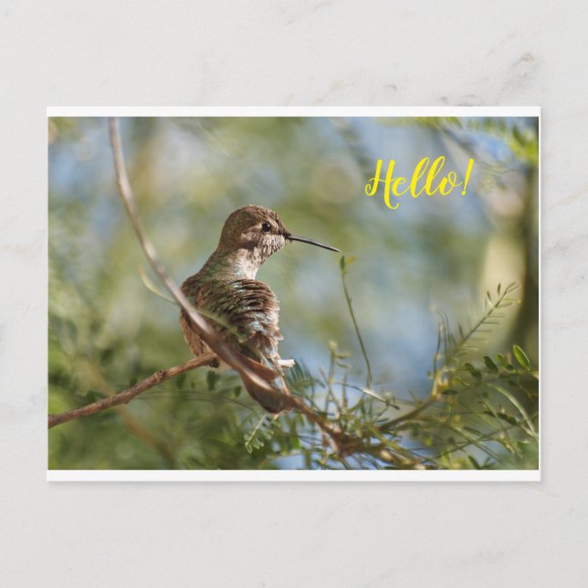Perched Hummingbird Postcard (Front)