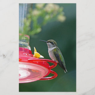 Perched Hummingbird Stationery