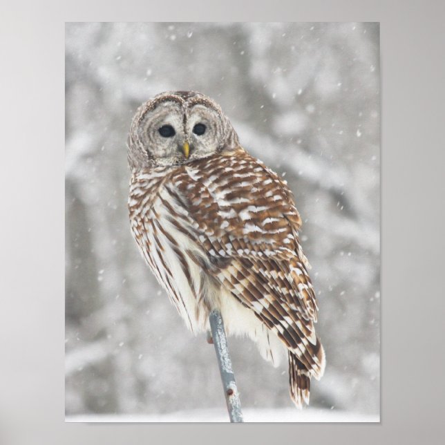 Perched Owl - Poster (Front)