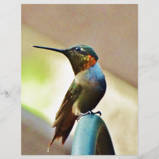 Perched Ruby and Green  little Hummingbird