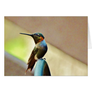 Perched Ruby and Green  little Hummingbird