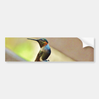 Perched Ruby and Green  little Hummingbird Bumper Sticker