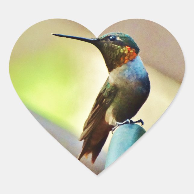 Perched Ruby and Green  little Hummingbird Heart Sticker (Front)