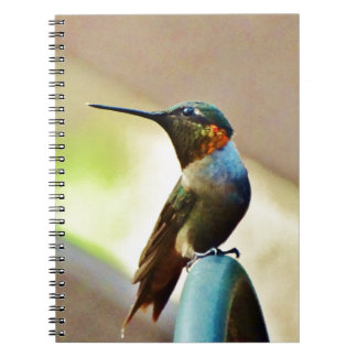 Perched Ruby and Green  little Hummingbird Notebook