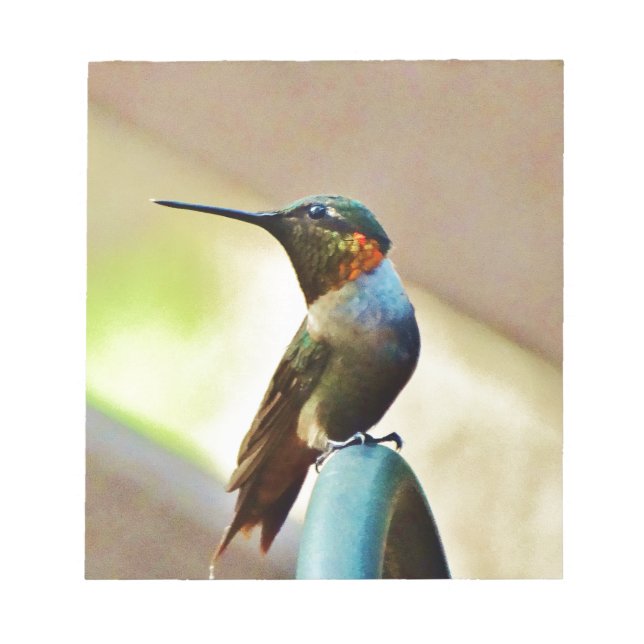 Perched Ruby and Green  little Hummingbird Notepad (Front)